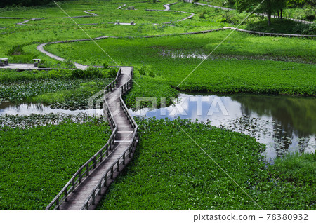 初夏的瀧頭沼澤 初夏的瀧頭沼澤 78380932