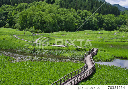 Takigashira Marsh in early summer 78381234