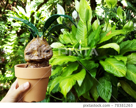 Mandrake Plant Stock Illustrations – 263 Mandrake Plant Stock