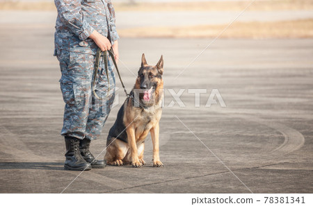 Soldiers from the K-9 unit demonstrations to attack the enemy , the green lawns. Soldiers from the K-9 unit demonstrations to attack the enemy , the green lawns. 78381341