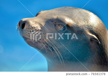 California sea lion 78381378