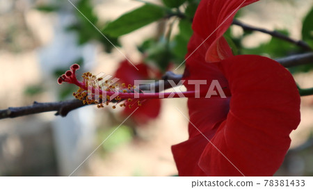 Close-up Hibiscus Rosa Sinensis at the nature. Pink Hawaiian Hibiscus flower in bloom on the green natural background Close-up Hibiscus Rosa Sinensis at the nature. Pink Hawaiian Hibiscus flower in bloom on the green natural background 78381433
