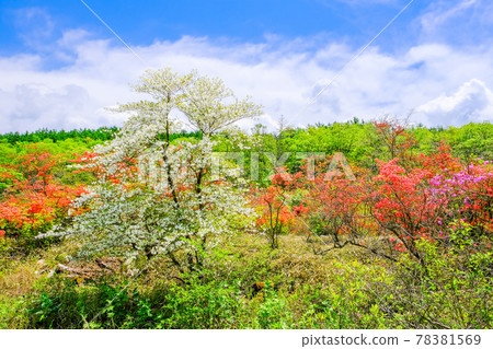 Fresh green forest and azalea in full bloom Fresh green forest and azalea in full bloom 78381569