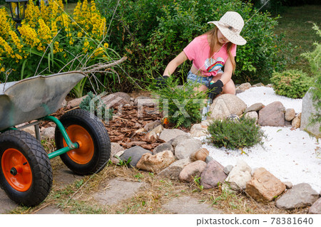 Child cultivating alpine rock garden helping parents Child cultivating alpine rock garden helping parents 78381640