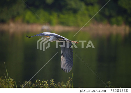 The flying bird of prey 78381888