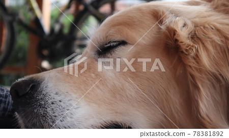 Portrait of a golden retriever dog. Golden Retriever resting at the balcony of a house. Domestic pet looking at the camera. 78381892