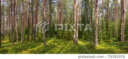 Summer fir forest panorama Summer fir forest panorama 78382058