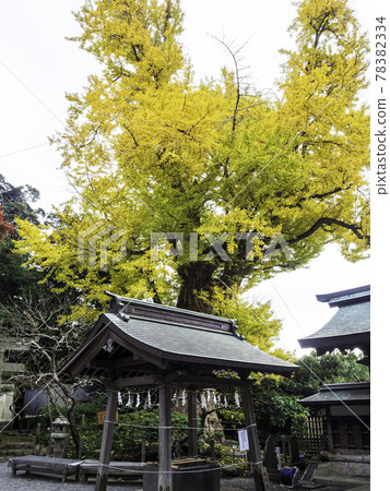 鎌倉葉良天神社院內的大銀杏樹 78382334