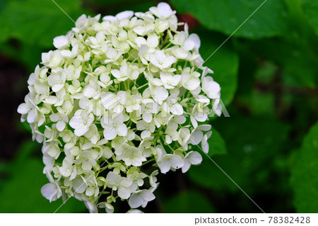 Close-up of hydrangea Close-up of hydrangea 78382428
