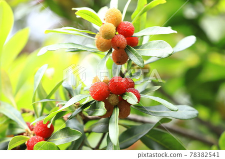 紅色楊梅果 紅色楊梅果 78382541