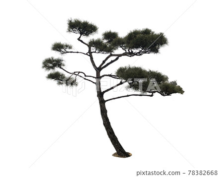 Tree isolated on the white background, tree, tree 78382668