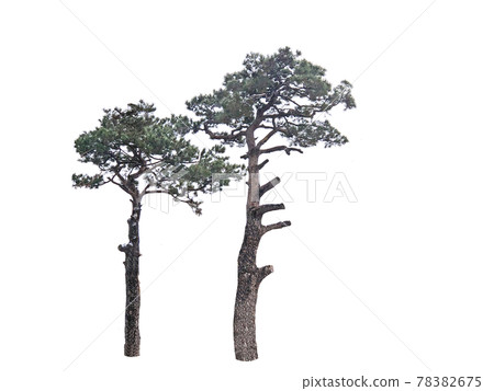 Tree isolated on the white background, tree, tree 78382675