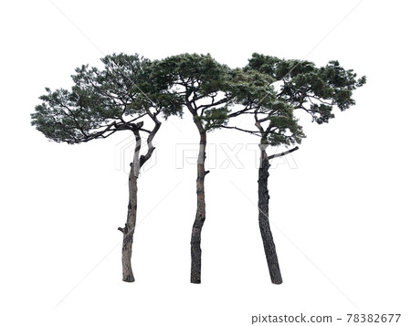 Tree isolated on the white background, tree, tree 78382677