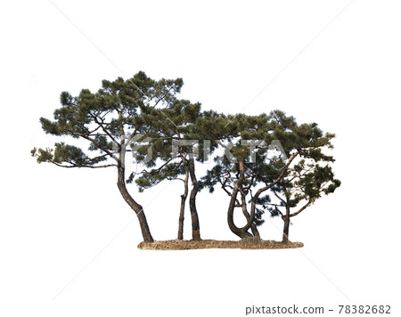 Tree isolated on the white background, tree, tree Tree isolated on the white background, tree, tree 78382682