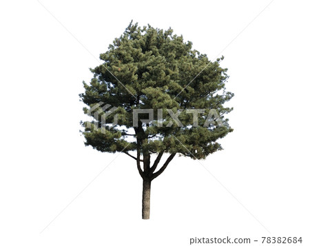 Tree isolated on the white background, tree, tree 78382684