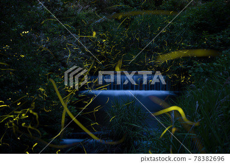 源氏螢火蟲舞【初夏】 78382696