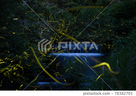 Genji firefly dance [early summer] 78382701