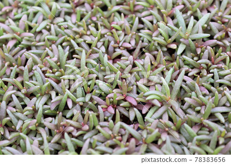 Young succulent leaves on a portulaca with no flowers 78383656
