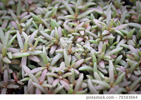 Young succulent leaves on a portulaca with no flowers 78383664