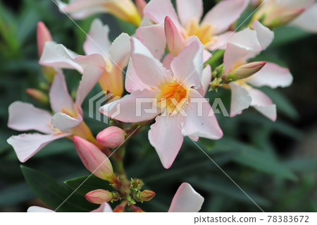 Delicate flowers on a pink nerium orleander bush 78383672