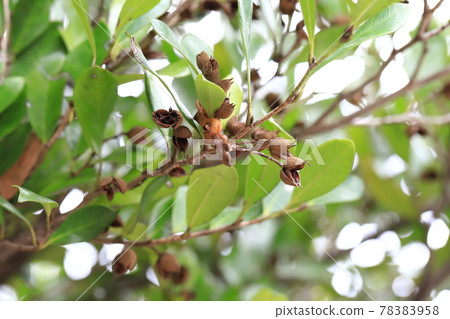Distylium racemosum seeds Distylium racemosum seeds 78383958