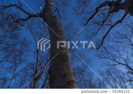 Birch in the dusk 78384131