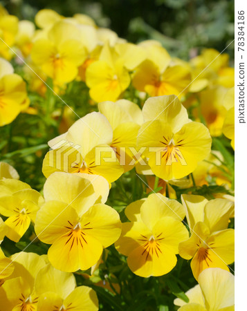 Viola in full bloom in the sun Viola in full bloom in the sun 78384186