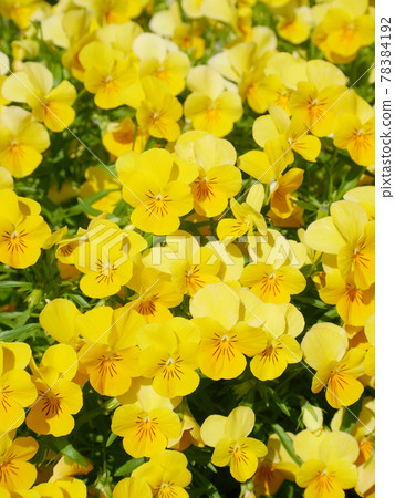 Viola in full bloom in the sun Viola in full bloom in the sun 78384192