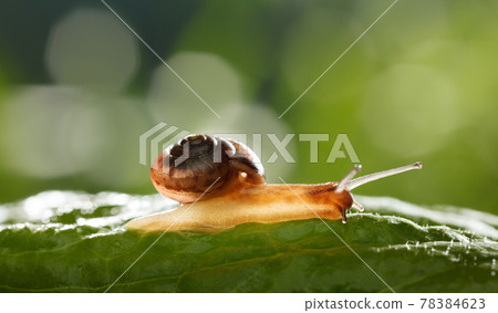 Snail crawling over grass leaf Snail crawling over grass leaf 78384623