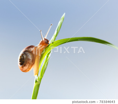 Snail on grass 78384643