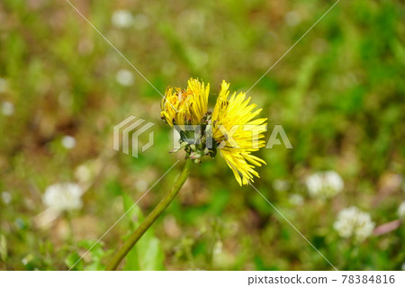 Devil union, two flowers on one stem Devil union, two flowers on one stem 78384816