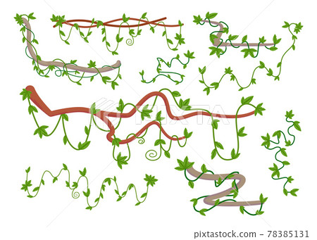 Cartoon set of wild curling liana twig vector illustration 78385131