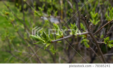 Close-up of the first swollen buds of a lilac tree in spring 78385241