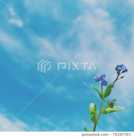 Blue flower Blue flower 78385765