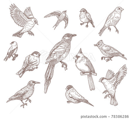 Set of bird species engraved sketches vector illustration Set of bird species engraved sketches vector illustration 78386286