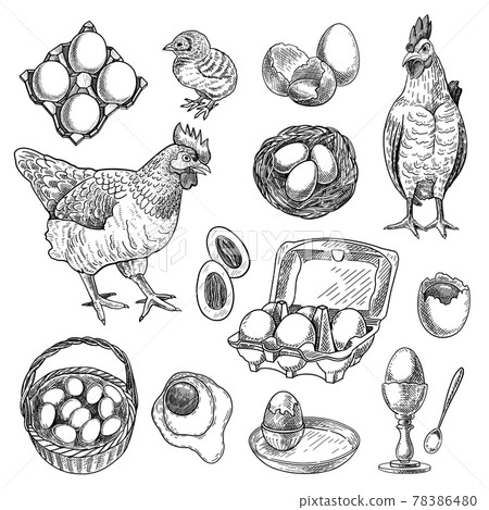 Chicken farm products sketches set Chicken farm products sketches set 78386480