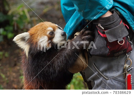 Begging red panda 78386629