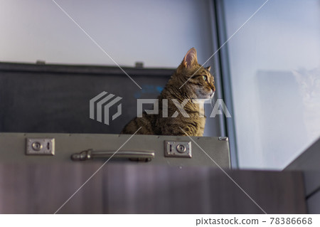 Cat in a Suitcase - Cat Laying Inside Travel Luggage - Bengal Cat. 78386668