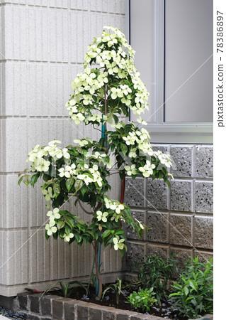 Yamaboshi in full bloom 78386897