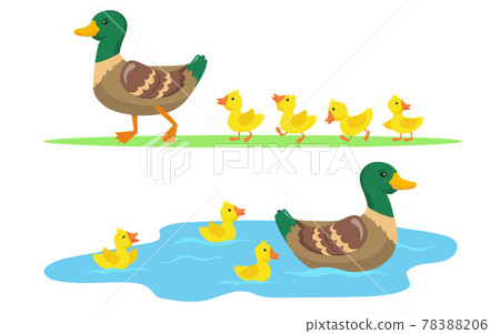 Duck and ducklings set Duck and ducklings set 78388206