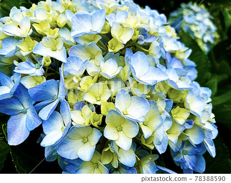 Blue hydrangea 78388590