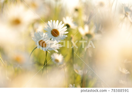 Daisies on a spring meadow at sunset 78388591
