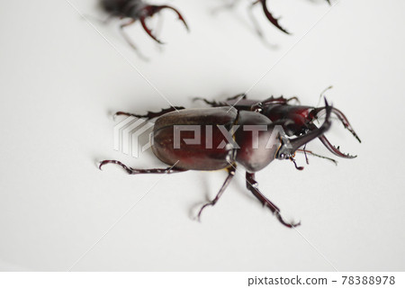 Close beetle and saw beetle white background insect insect biology summer vacation 78388978
