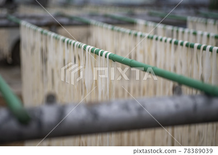 Kanpyo Farmer Kanpyo Striped Gourd Vegetables Agricultural Cultivation Tochigi 78389039