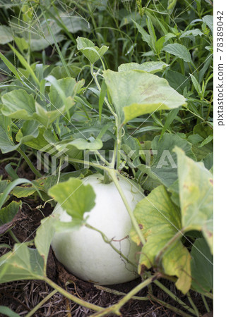 Kanpyo Farmer Kanpyo Striped Gourd Vegetables Agricultural Cultivation Tochigi 78389042