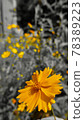 Cosmos blooming in unseasonable summer 78389223