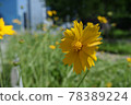 Cosmos 78389224