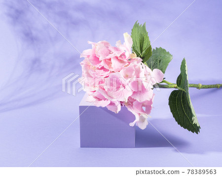Spring summer floral podium scene on purple background with pink hortensia Spring summer floral podium scene on purple background with pink hortensia 78389563