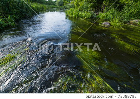 Small picturesque rushy pond on river. Sunny, summer day on Ros river, Boguslav, Ukraine. 78389785