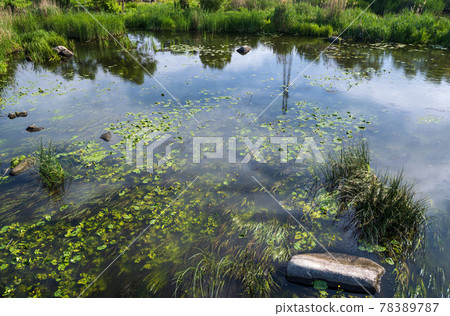 Small picturesque rushy pond on river. Sunny, summer day on Ros river, Boguslav, Ukraine. Small picturesque rushy pond on river. Sunny, summer day on Ros river, Boguslav, Ukraine. 78389787